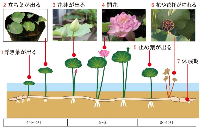 ハスの花　蓮根　6本　既に葉が出ている ハスの花 蓮根 6本 既に葉が出ている 水生植物