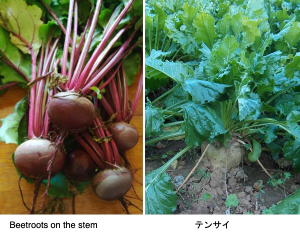 ヒユ科の植物 ５ ビート テンサイ フダンソウ 砂糖をとるテンサイ ボルシチに入れるテーブルビーツ 葉を利用するスイスチャード そして江戸時代から日本で栽培されていたフダンソウ これらは同じ種beta Vulgarisに分類される植物です 原種とされるのは 英語でsea