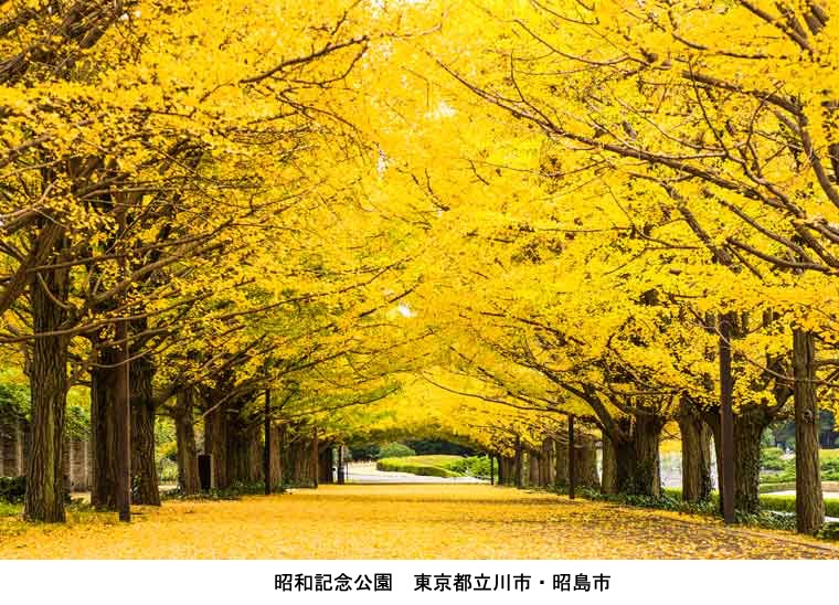 イチョウは，とても大きくなる木で，日本一とされる北金ヶ沢のイチョウ