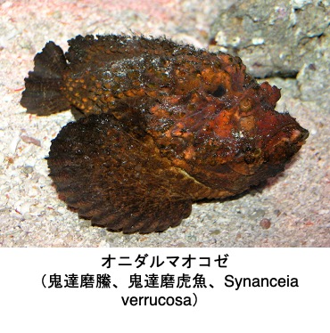 背鰭等に毒をもつゴンズイ,オニダルマオコゼ,ミノカサゴ(「毒の博物館」3動物の毒/国立科学博物館特別展「毒」より) 釣りをする方ならよく知って ...