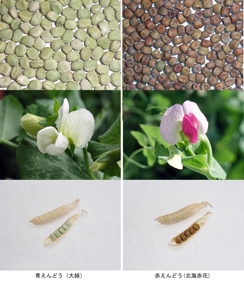 えんどう（豌豆）2 「豌豆」と「pea」& エンドウ豆のレシピ/イギリス