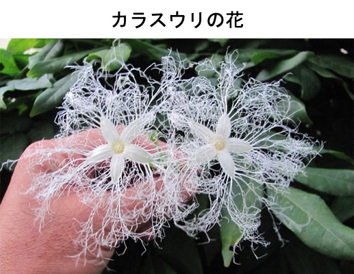 カラスウリ／烏瓜 里山の秋のシンボル烏瓜．結び文（たまずさ