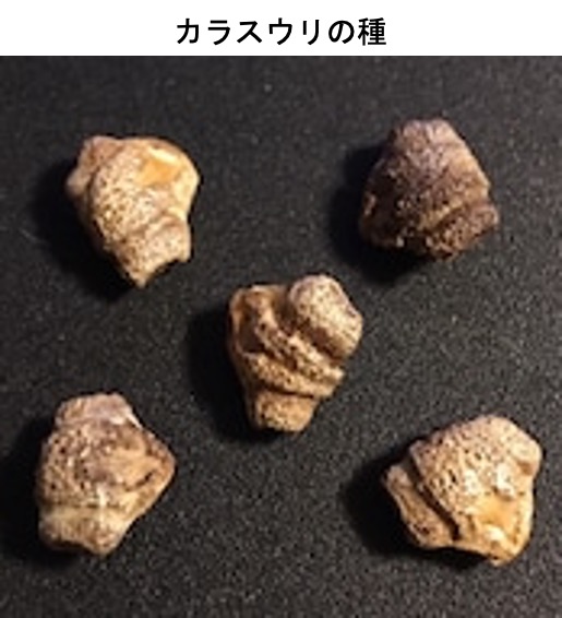 不詳/作者不詳/紅葉リス図/烏瓜/カラスウリ/布袋屋掛軸HG-839 不詳/作者不詳/紅葉リス図/烏瓜/カラスウリ/布袋屋掛軸HG-839