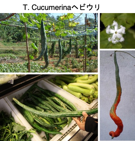 不詳/作者不詳/紅葉リス図/烏瓜/カラスウリ/布袋屋掛軸HG-839 不詳/作者不詳/紅葉リス図/烏瓜/カラスウリ/布袋屋掛軸HG-839