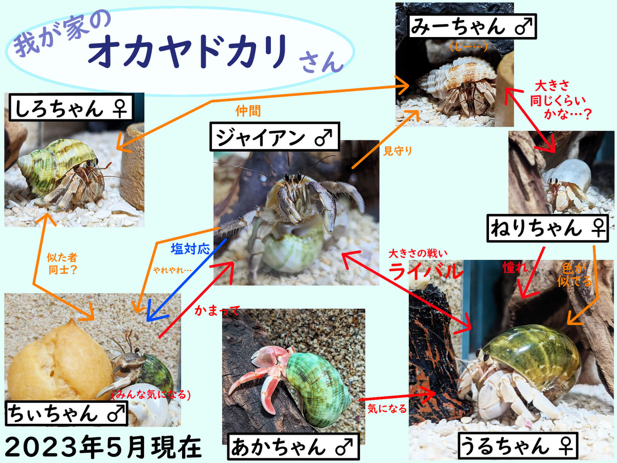 3 我が家のヤドカリさん(紹介) - ヤドり木 (オカヤドカリ)