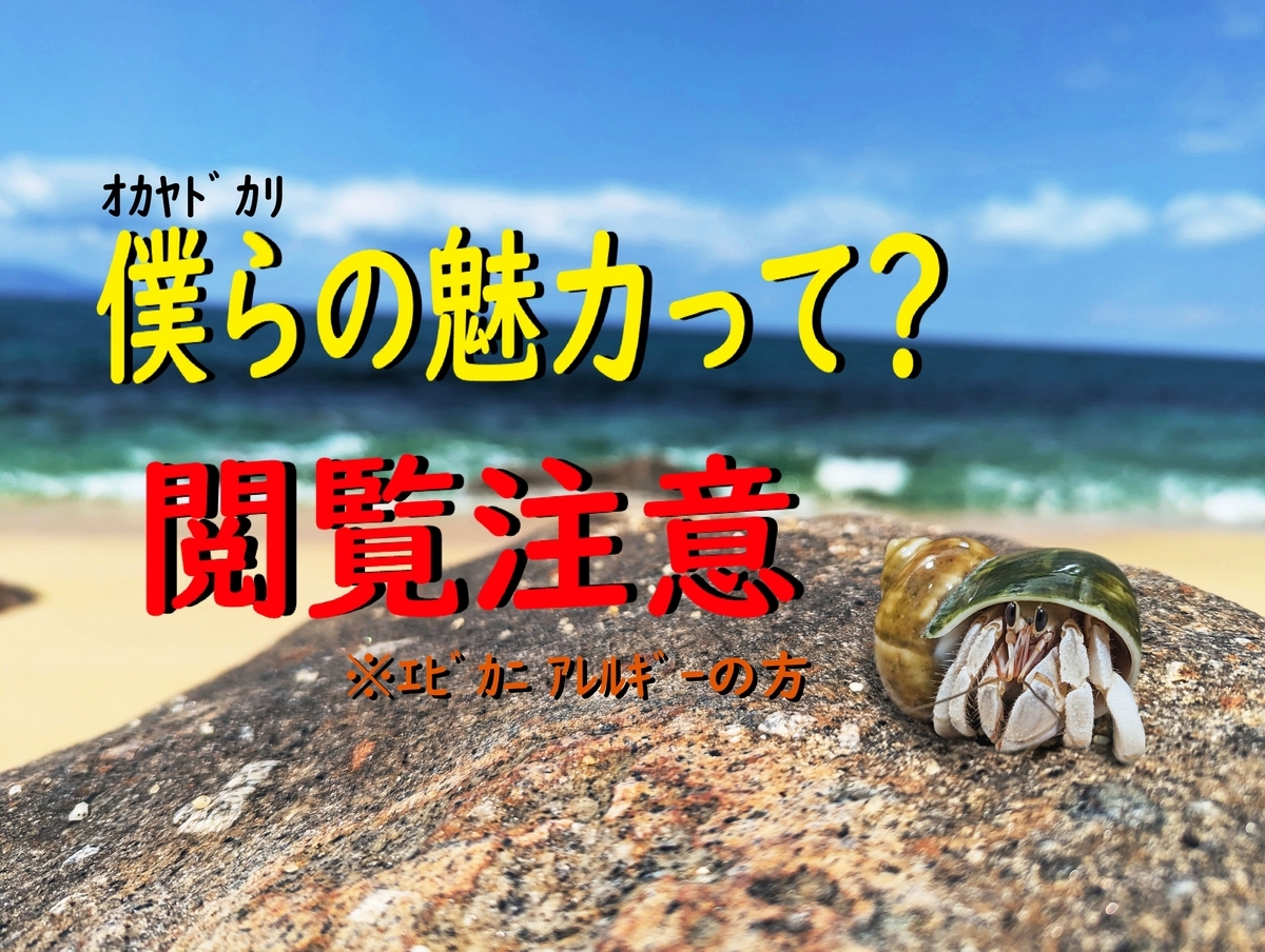 4【癒しなのに中毒性】南国生まれ、オカヤドカリの魅力part2 - ヤドり