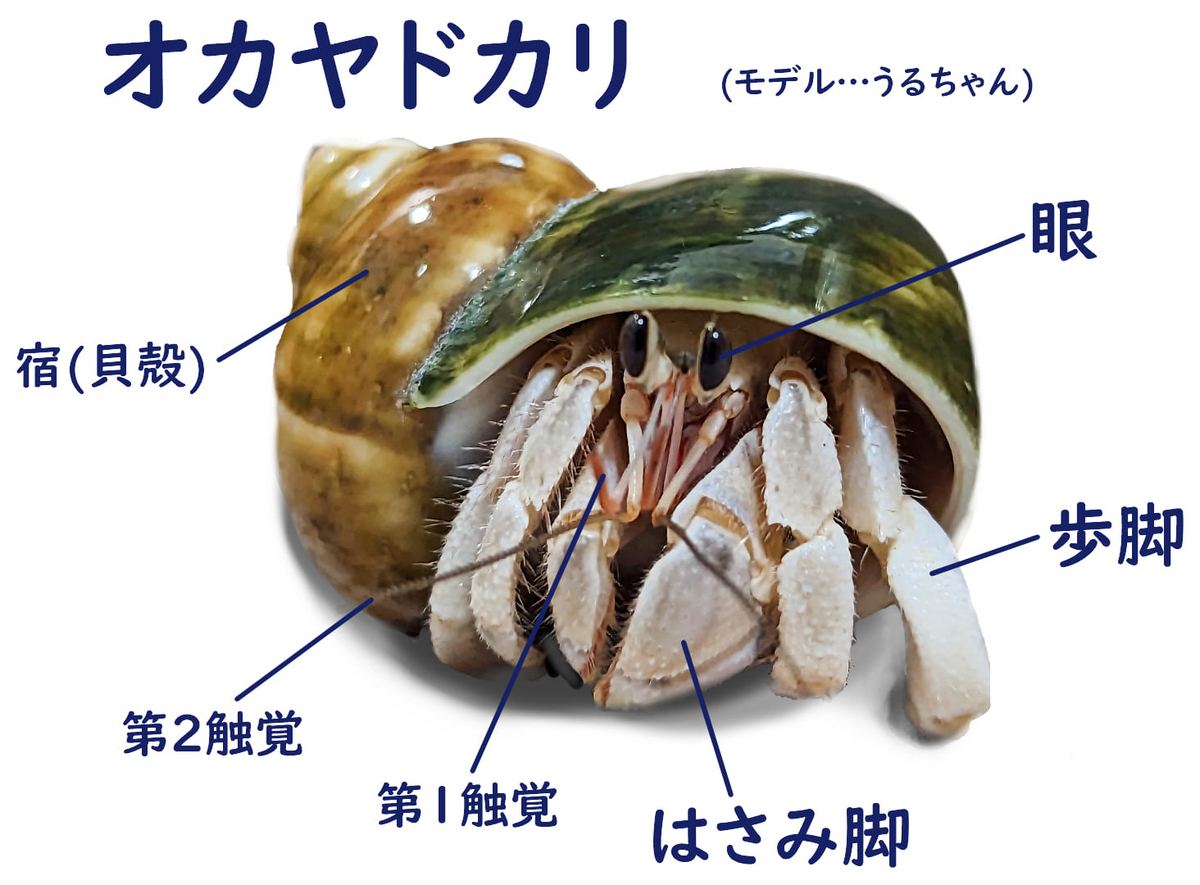 4【癒しなのに中毒性】南国生まれ、オカヤドカリの魅力part2 - ヤドり