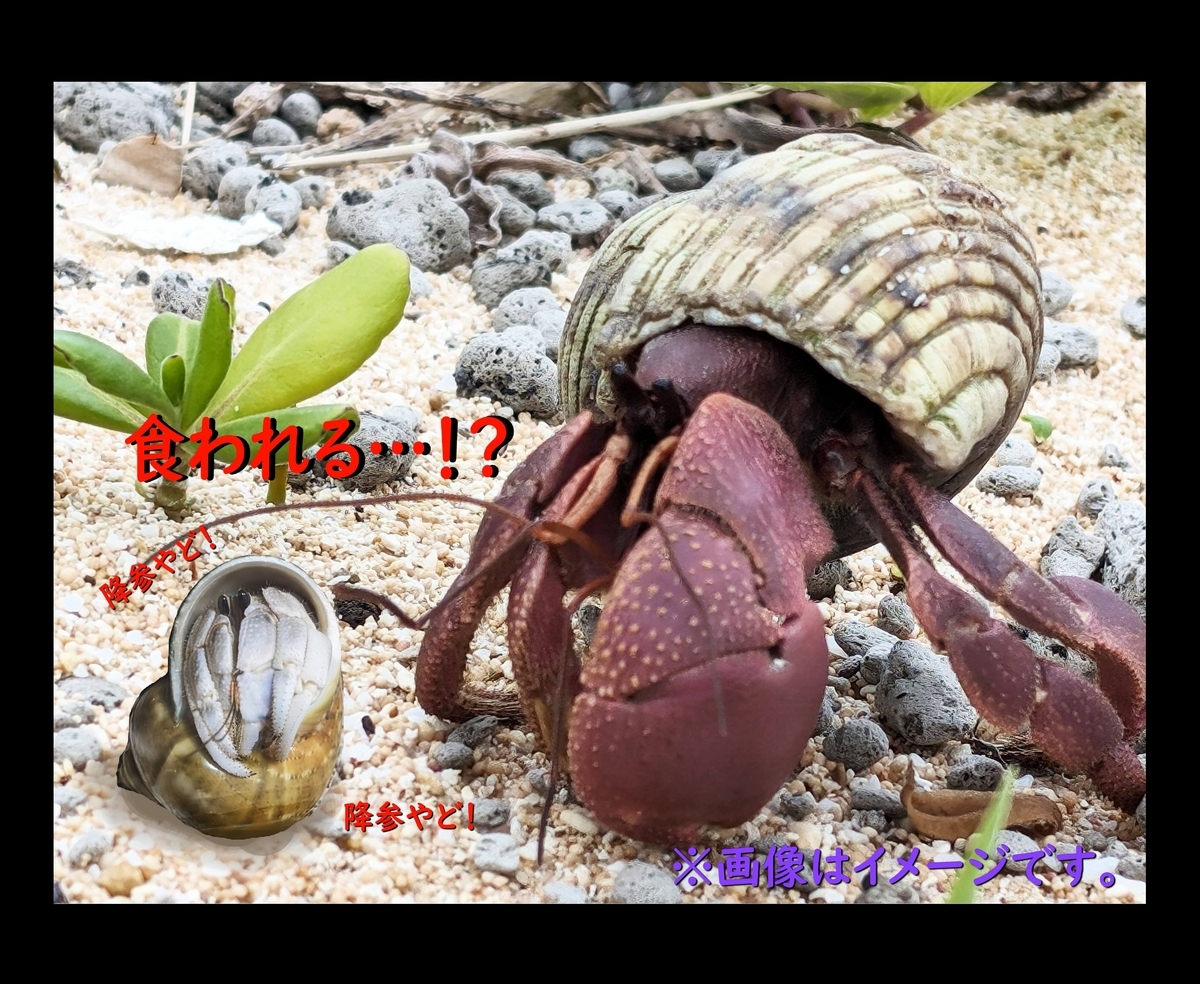 21 (前半)日本のオカヤドカリの種類。(後半)オカヤドツアー
