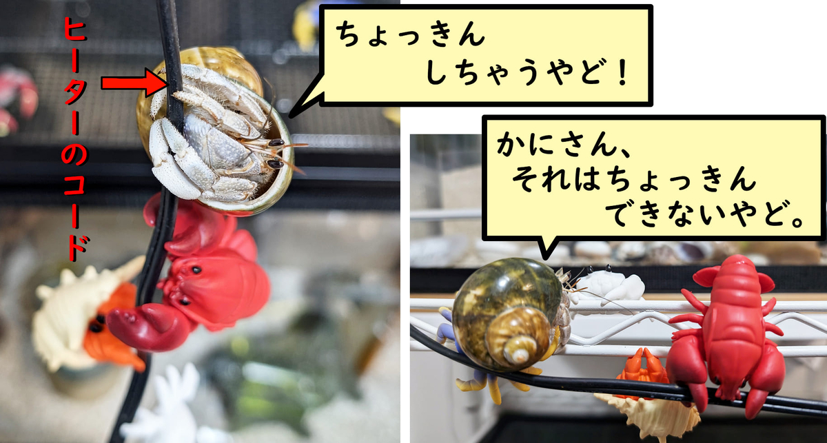 31 ケーブルちょっきんしようやど。 - ヤドり木 (オカヤドカリ)
