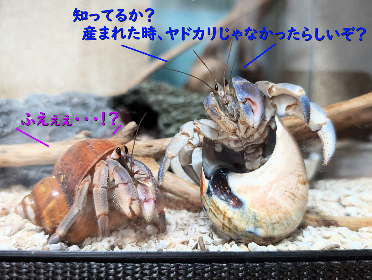 35 オカヤドカリの赤ちゃんと繁殖 - ヤドり木 (オカヤドカリ)