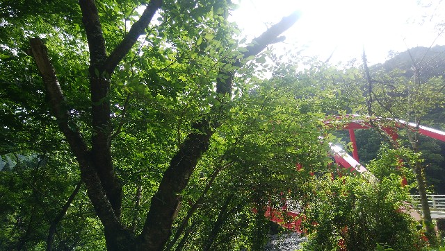 f:id:yadorikidekosodate:20190519164749j:image f:id:yadorikidekosodate:20190519164749j:image
