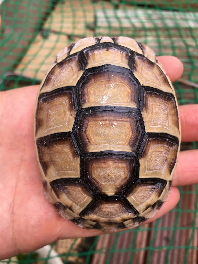 ロクの成長線 ブラブラブラフマー日記