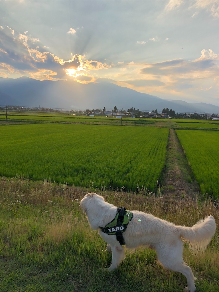 f:id:yagame:20180722234959j:image