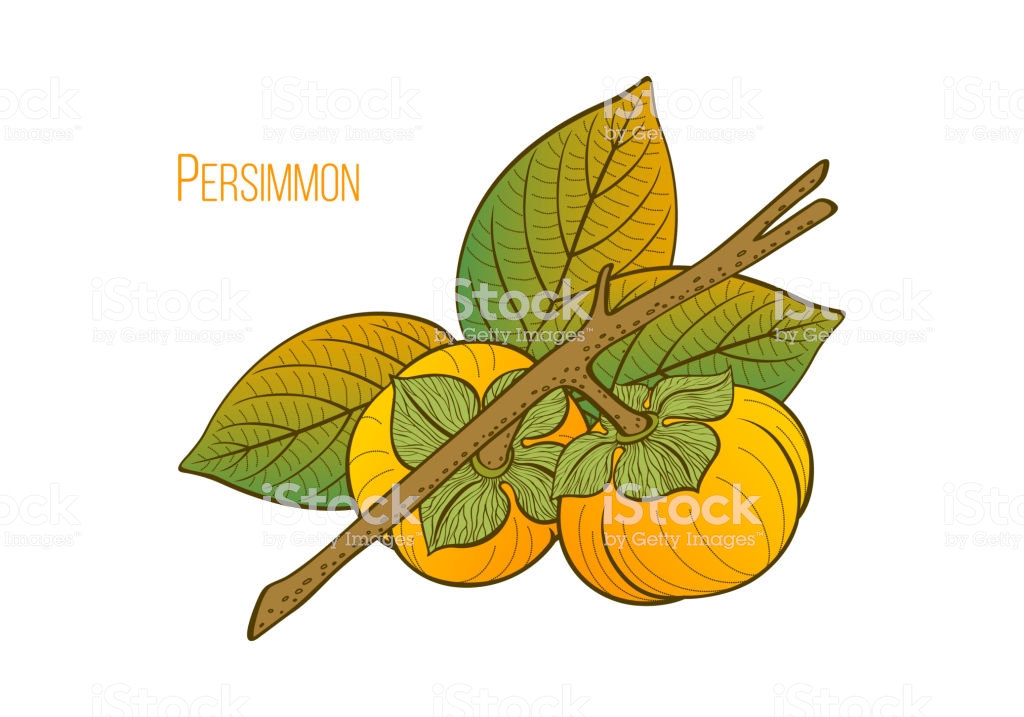 f:id:yagawafuyu:20190826003414j:plain f:id:yagawafuyu:20190826003414j:plain