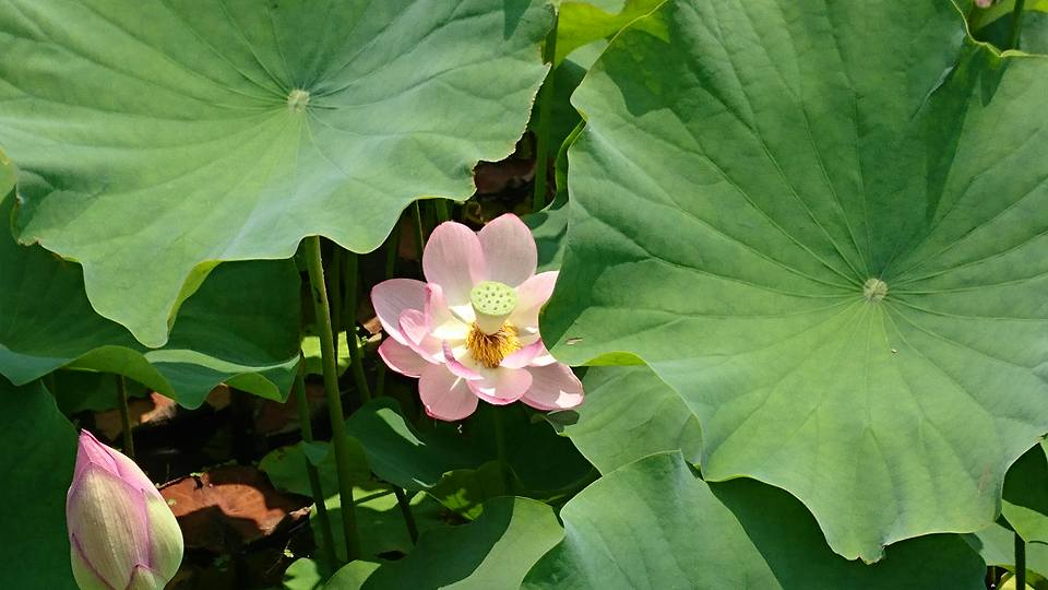 f:id:yagikatsuji:20170627181644j:plain f:id:yagikatsuji:20170627181644j:plain