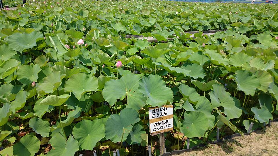 f:id:yagikatsuji:20170627183152j:plain f:id:yagikatsuji:20170627183152j:plain