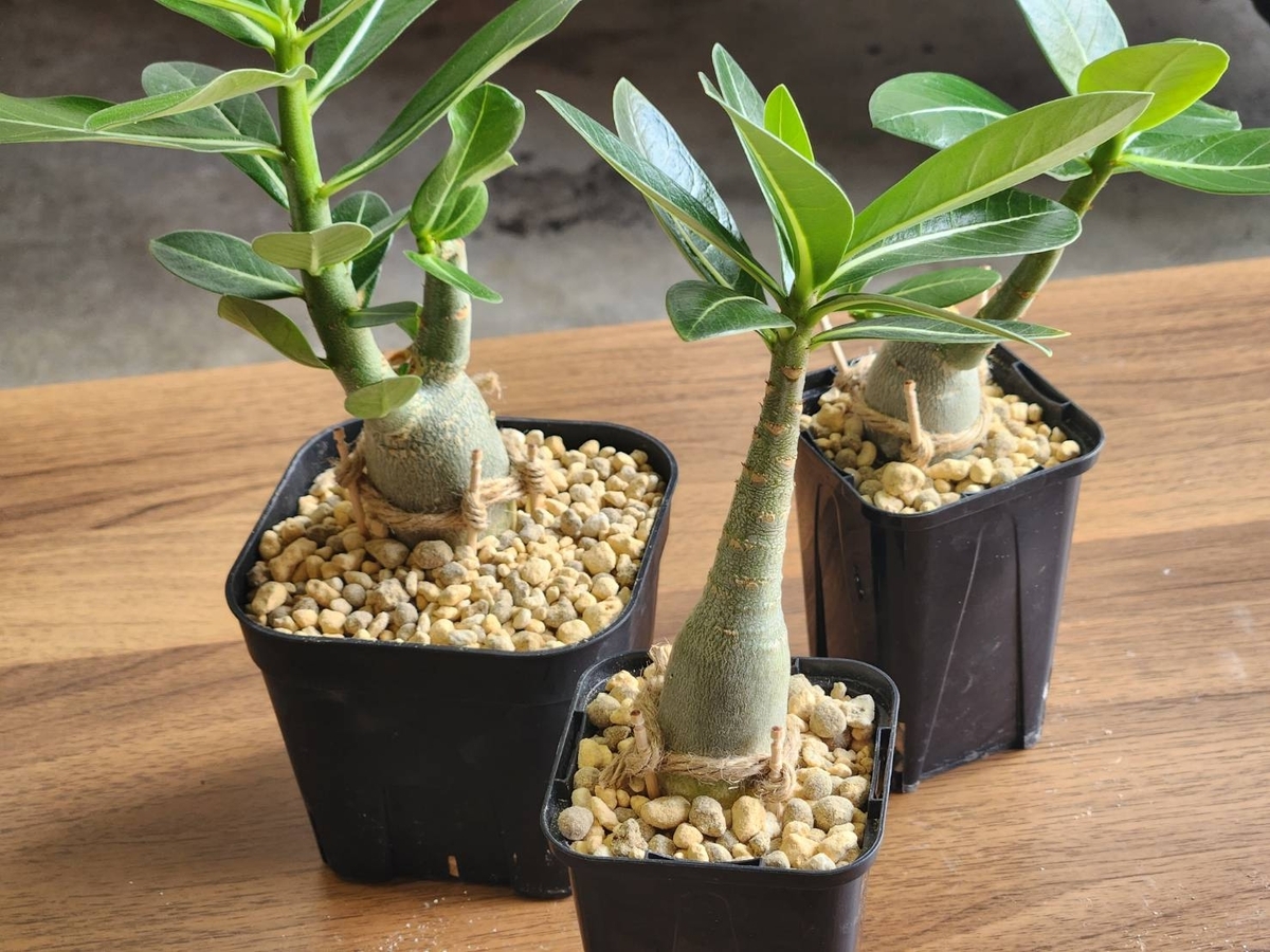タコ足アデニウムのその後＆タイソコトラナム開花 - ヤギノメニッキ