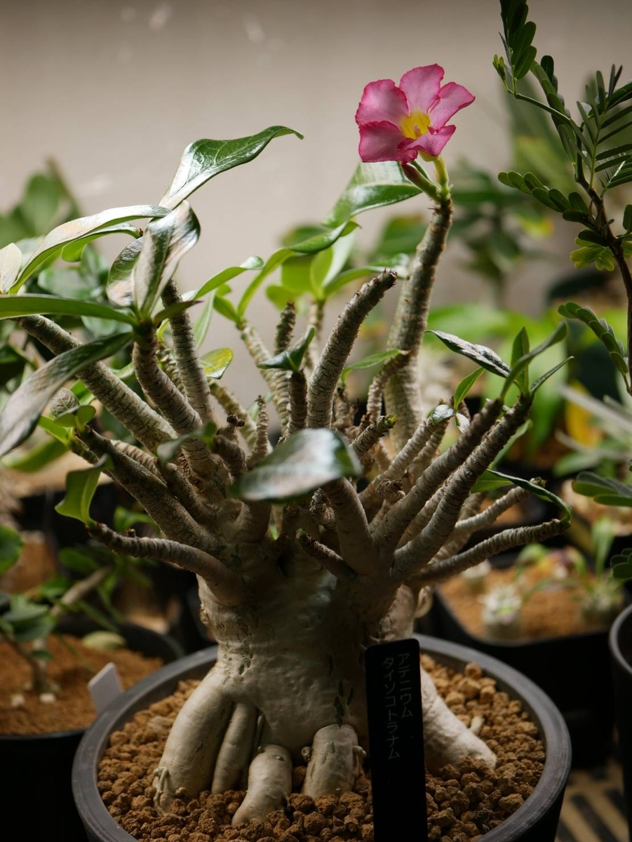 タコ足アデニウムのその後＆タイソコトラナム開花 - ヤギノメニッキ