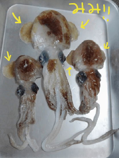 f:id:yagine:20190401144717p:plain