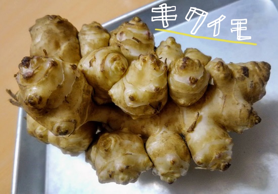 キクイモ