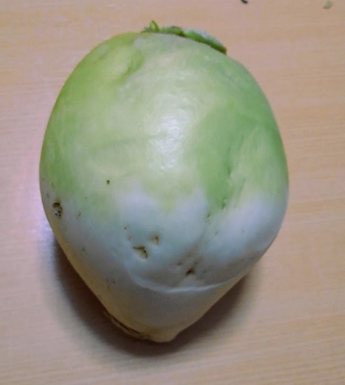聖護院大根