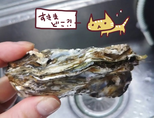 牡蠣の側面