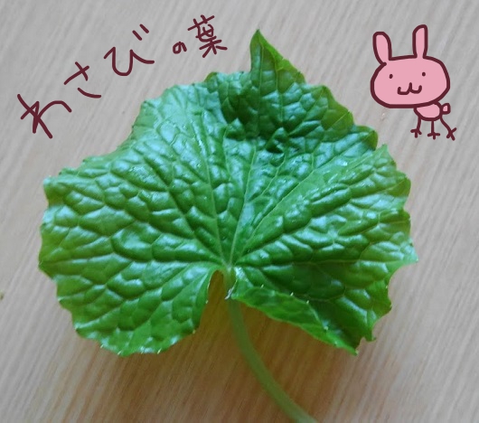 葉わさび