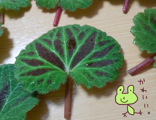 f:id:yagine:20200505073857j:plain f:id:yagine:20200505073857j:plain