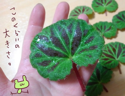 f:id:yagine:20200505073907j:plain f:id:yagine:20200505073907j:plain