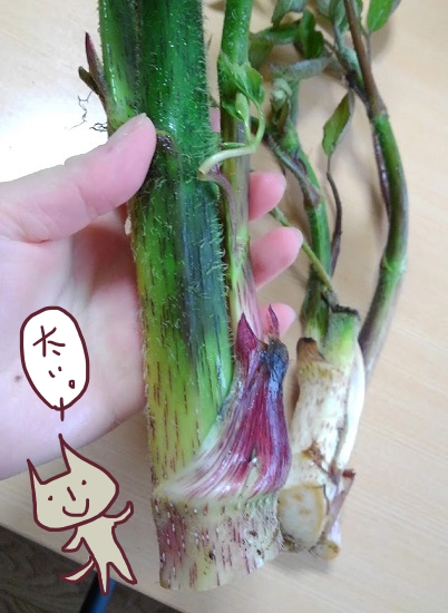 f:id:yagine:20200510144631j:plain