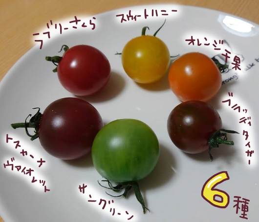 食べチョク　ミニトマト