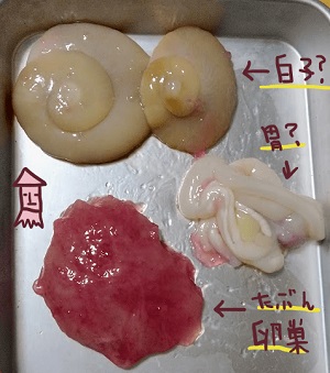タルイカの内臓