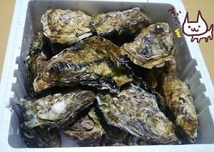 広島産牡蠣