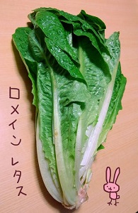ロメインレタス