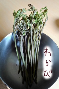 わらび