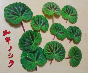 ユキノシタ