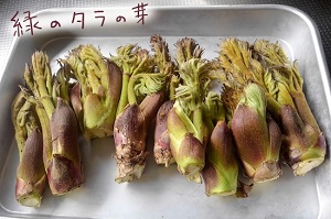タラの芽