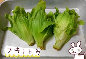 ふきのとう