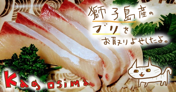 トロける脂にぷりぷりの身 獅子島産ブリの腹身 刺身用 をお取り寄せしたよ 大人女子ヤギネの食レポブログ