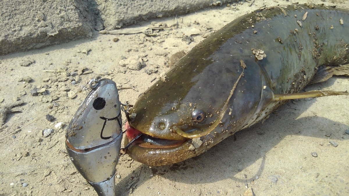 雷魚とは 動植物の人気 最新記事を集めました はてな