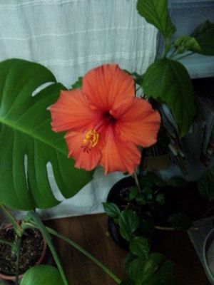 f:id:yah:20100401211834j:image f:id:yah:20100401211834j:image