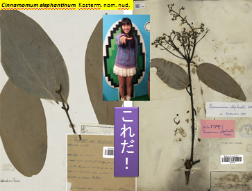 f:id:yahara:20130424221812p:image