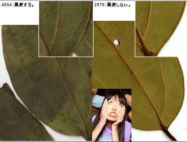 f:id:yahara:20130424221813p:image