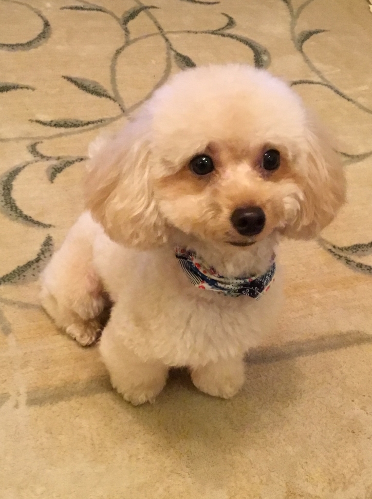 f:id:yajimakaoru:20171118154815j:plain