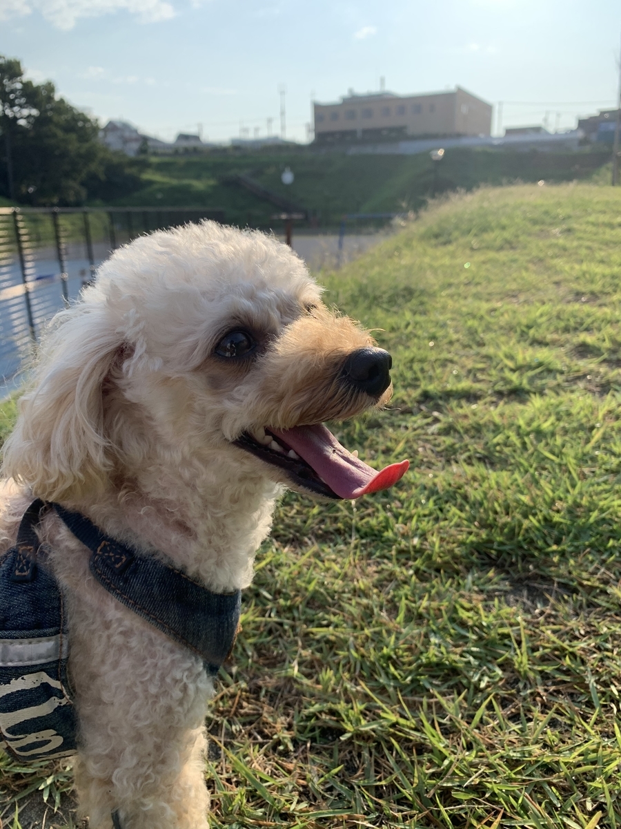 f:id:yajimakaoru:20201029112007j:plain f:id:yajimakaoru:20201029112007j:plain