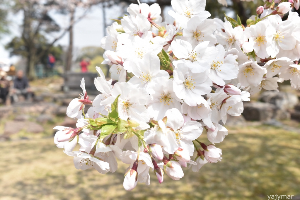 f:id:yajymar:20170405224927j:plain