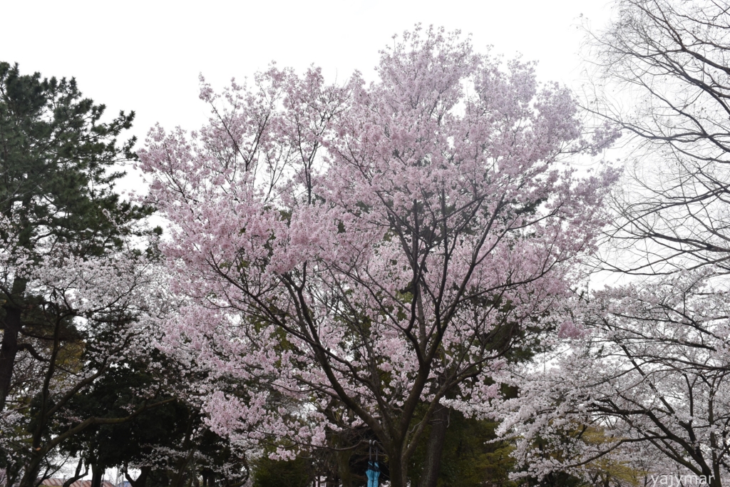 f:id:yajymar:20170406211128j:plain f:id:yajymar:20170406211128j:plain