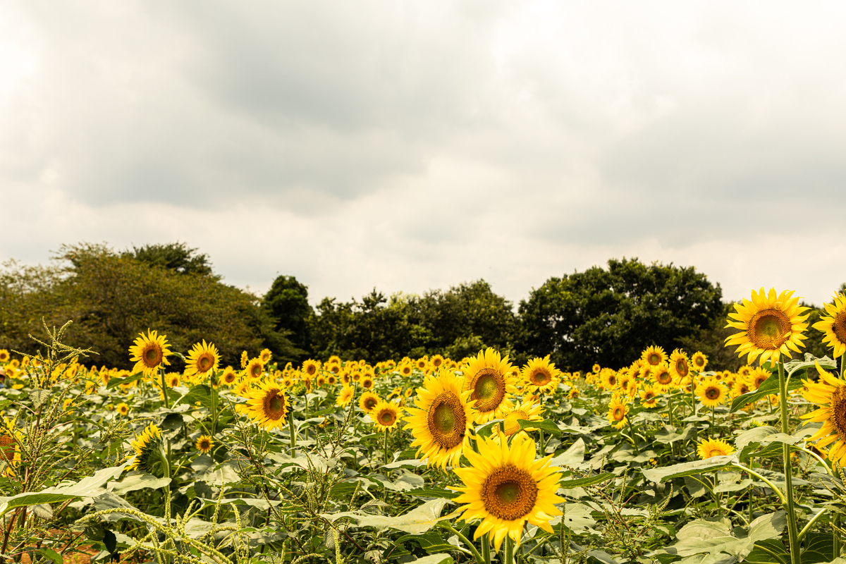 f:id:yakei17:20190904042625j:plain