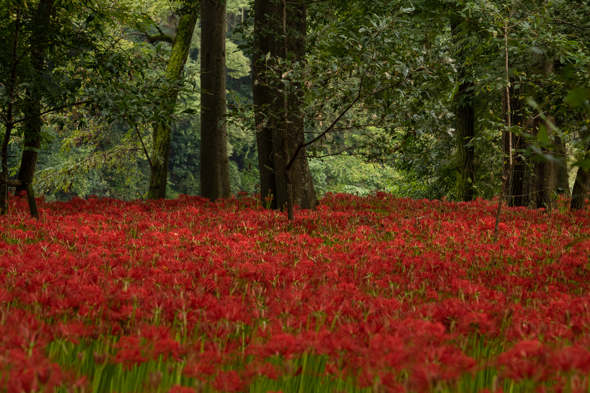 f:id:yakei17:20190930045431j:plain