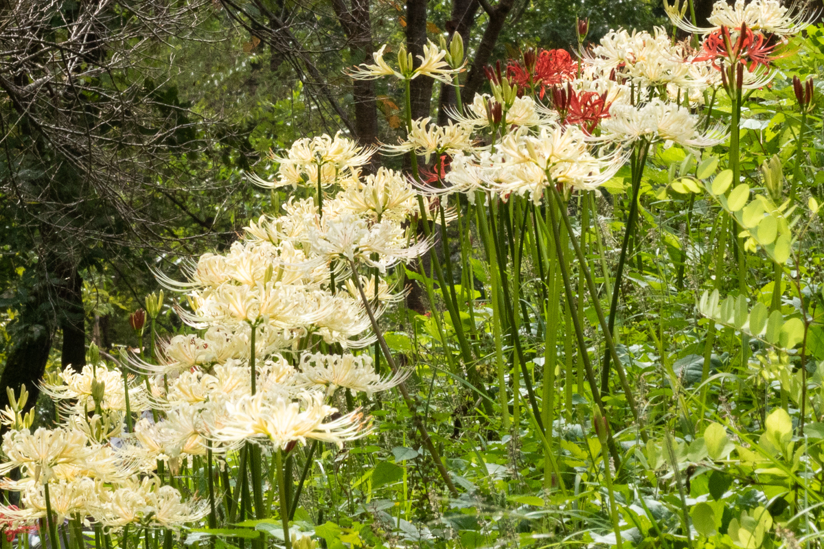 f:id:yakei17:20190930045727j:plain